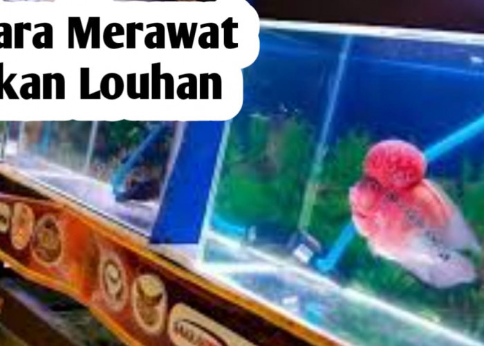 Tips Merawat Ikan Louhan