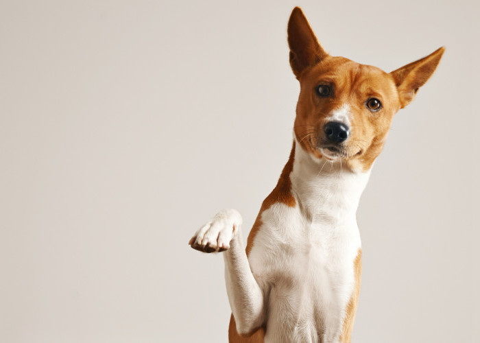 8 Cara Menghilangkan Kutu Anjing yang Paling Ampuh
