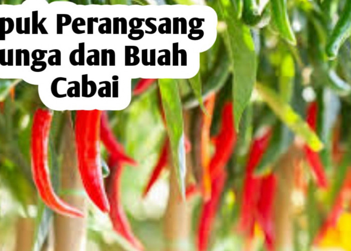 Pupuk untuk Merangsang Bunga dan Buah pada Tanaman Cabai