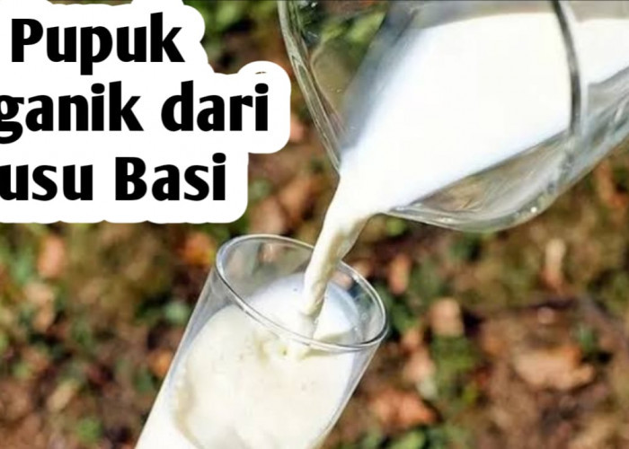 Cara Menggunakan Susu Basi Sebagai Pupuk Organik, Ini Manfaatnya