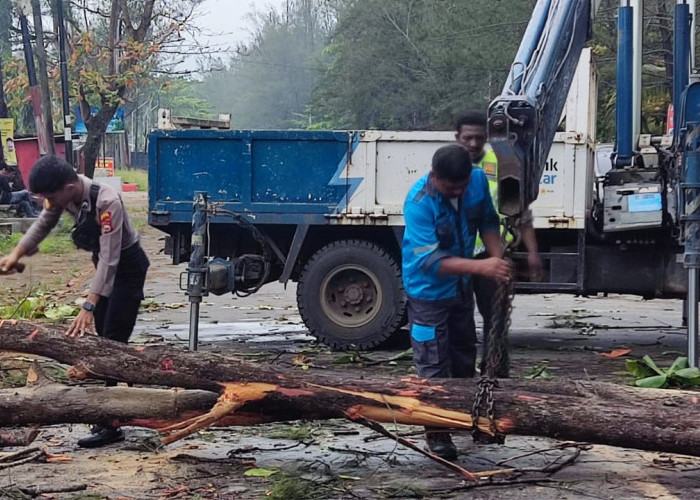 Waspada Pohon Tumbang, Masyarakat Diminta Hindari Daerah Ini