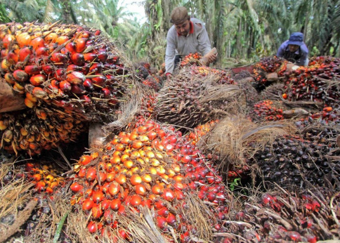 Pasca Lebaran, Harga Sawit di Mukomuko Masih 