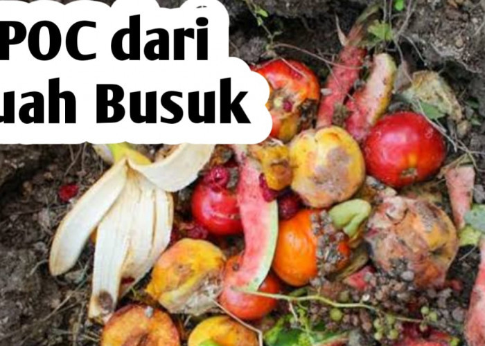 Membuat Pupuk Organik Cair dari Buah-buahan Busuk