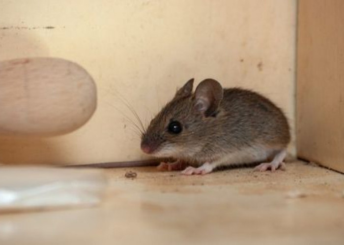 Dapat Menyebabkan Risiko Kesehatan, Ini Penyebab Tikus Sering Muncul di Dalam Rumah 