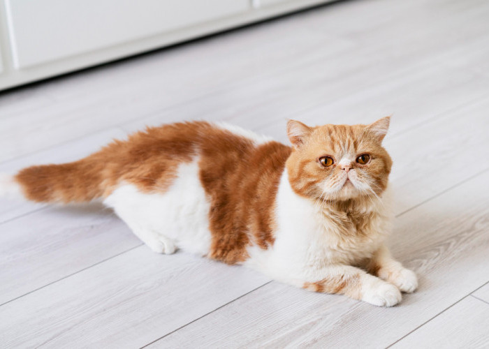 5 Tips Merawat Kucing Persia, Hewan Menarik dengan Bulu Cantik
