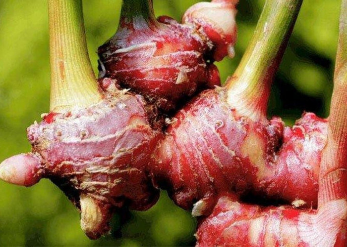 Ketahui 8 Manfaat Jahe Merah untuk Kesehatan Tubuh