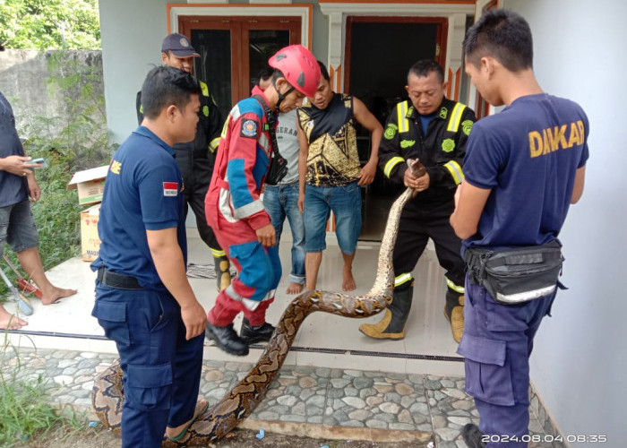 Bikin Panik, Ular Piton Sepanjang 6 Meter Masuk Kamar Mandi Warga 