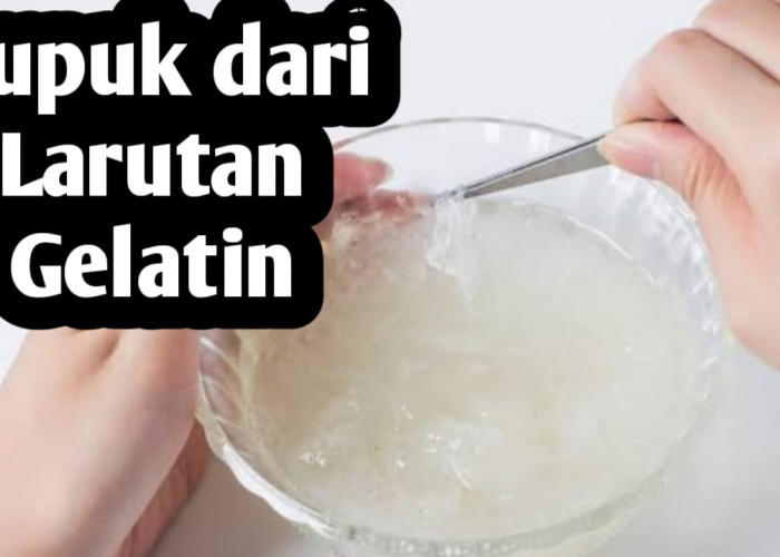 Manfaatkan Larutan Gelatin Sebagai Pupuk Tanaman, Ini Cara Pemanfaatnya