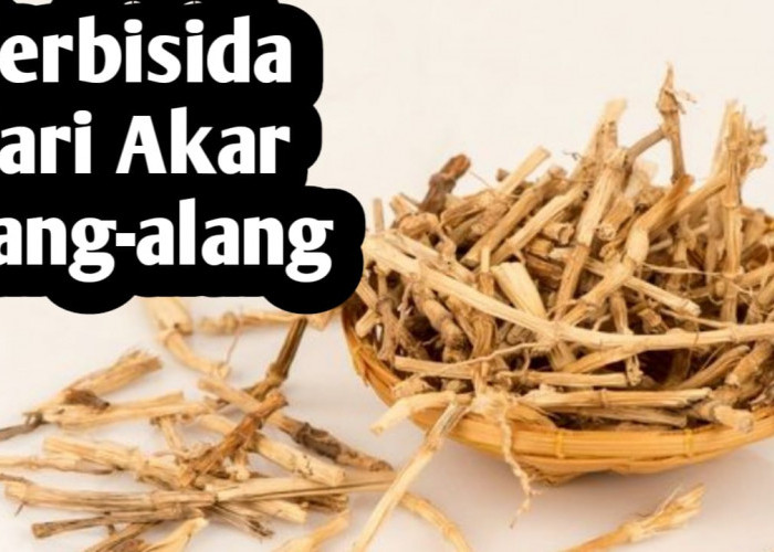 Ramah Lingkungan, Ini Cara Membuat Herbisida dari Akar Alang-alang