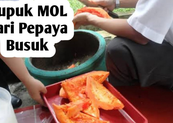 Cara Membuat Pupuk Organik MOL dari Pepaya Busuk