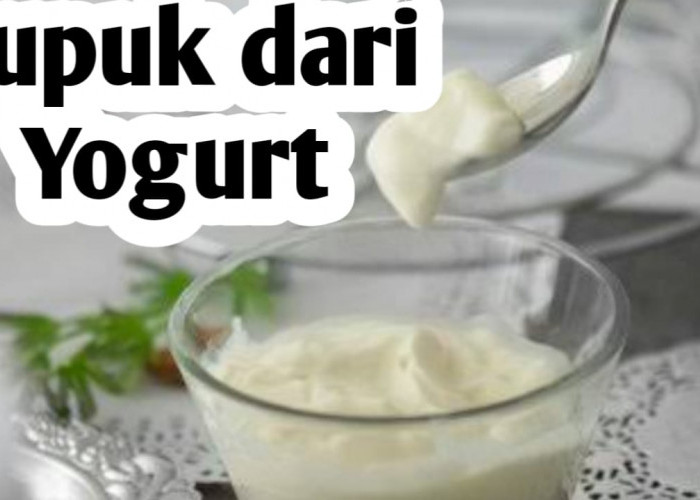 Manfaat Yogurt, Bisa Dijadikan Sebagai Pupuk Tanaman