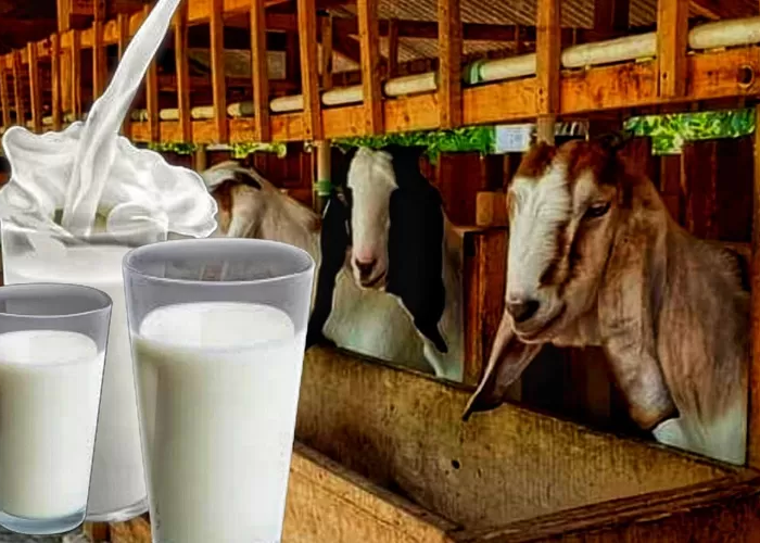 Inilah Manfaat Susu Kambing Etawa untuk Kesehatan Tubuh