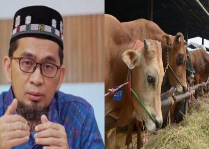 4 Jenis Hewan Kurban yang Ditolak Syariat, Salah Satunya Sering Ditemukan, Berikut Penjelasan Ustaz Adi Hidaya