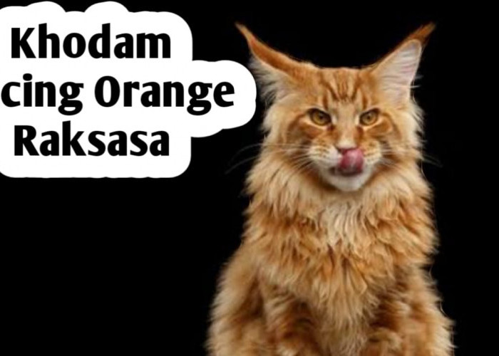 Khodam Kucing Orange Raksasa, Memiliki Insting Spiritual Tajam