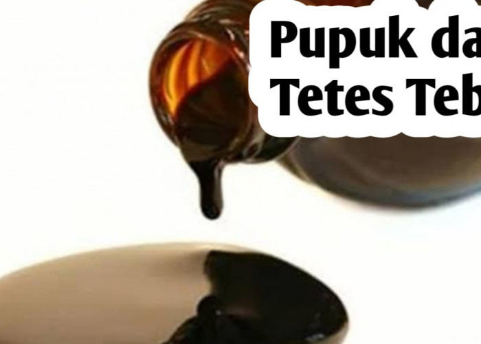 Pupuk Cair dari Tetes Tebu Mampu Meningkatkan Produktivitas Tanaman