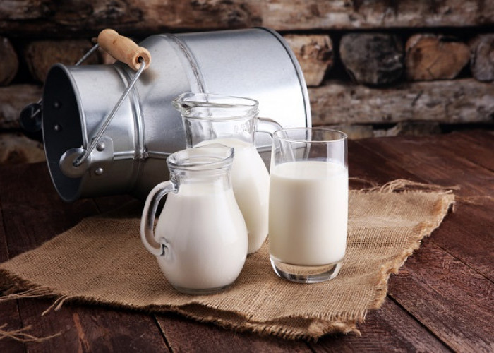 Menguak Fakta Manfaat Susu Unta yang Menyehatkan Tubuh