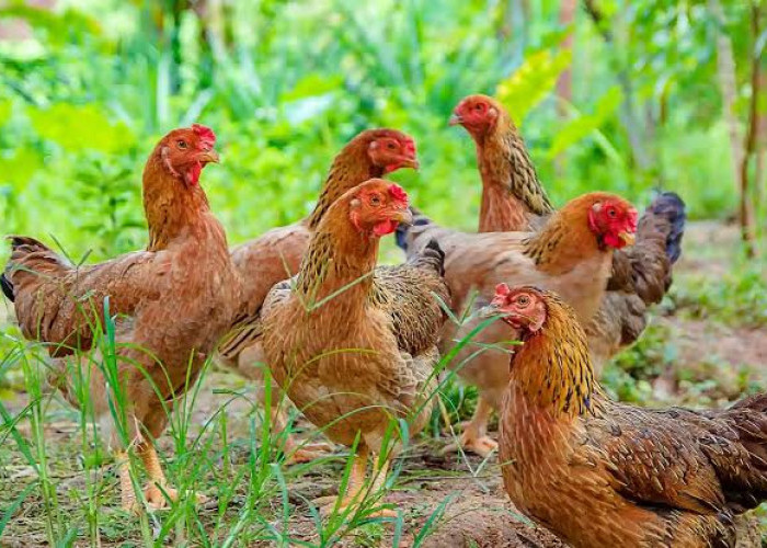 Pakai Pakan Alternatif Ini Agar Ayam Kampung Cepat Besar, Hemat Biaya Ketimbang Pakan Pabrikan