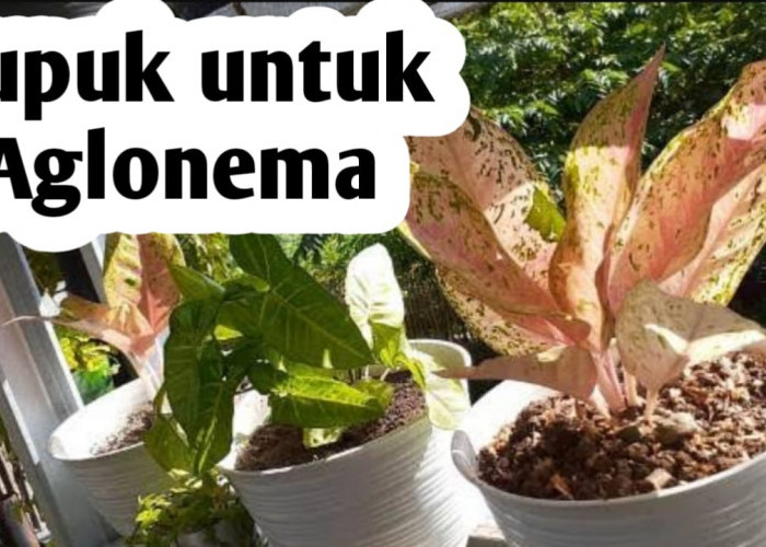 Bagus Dijadikan Pupuk Aglonema, Manfaatkan 3 Limbah Dapur Ini