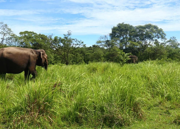 Ribuan Hektare Lahan Hilang, Gajah Sumatera di Bengkulu Hampir Punah 