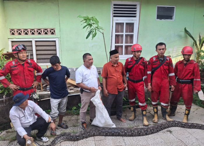 Ular Python 5 Meter Bersarang di Pondasi Hotel Berhasil Dievakuasi Damkar