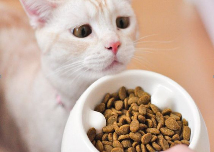 Kenali 7 Penyebab Kucing Tidak Mau Makan dan Minum 