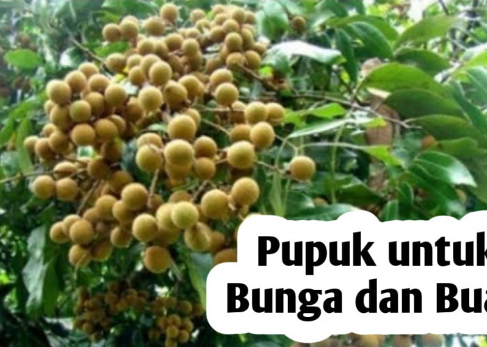 Rekomendasi Pupuk Terbaik untuk Merangsang Pembungaan dan Pembuahan Tanaman