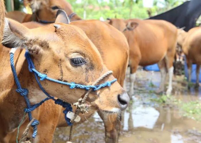 6 Ekor Sapi di Kota Bengkulu Terjangkit Penyakit Jembrana