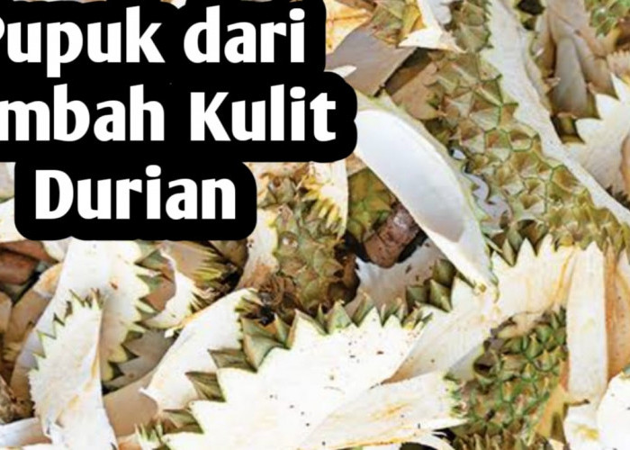 Jangan Dibuang, Manfaatkan Limbah Kulit Durian jadi Pupuk Organik