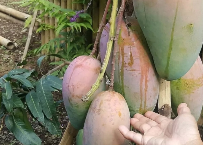 Terinspirasi dari 'Kota Buah' di China, Walikota Dedy Wahyudi Luncurkan Gerakan Tanam Buah di Bengkulu