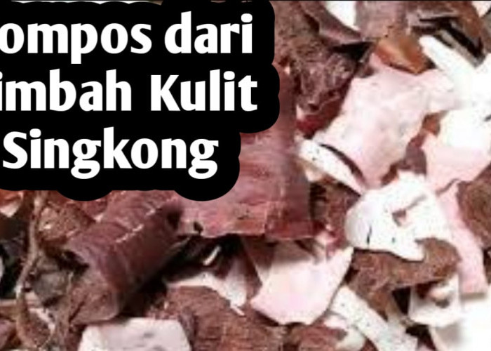 Membuat Pupuk Kompos dari Limbah Kulit Singkong, Simak Langkah-Langkah Berikut Ini