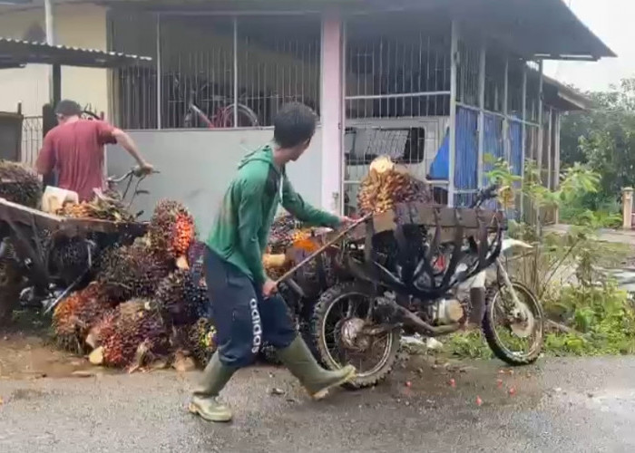 Ekonomi Petani Menguat, Harga TBS Sawit di Bengkulu Utara Bertahan di Atas Rp3.000/Kg