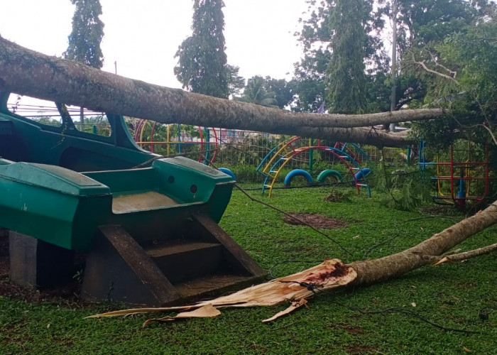 Tumbang, Pohon Hantam TK dan Tiang Listrik di Depan Koramil Arga Makmur