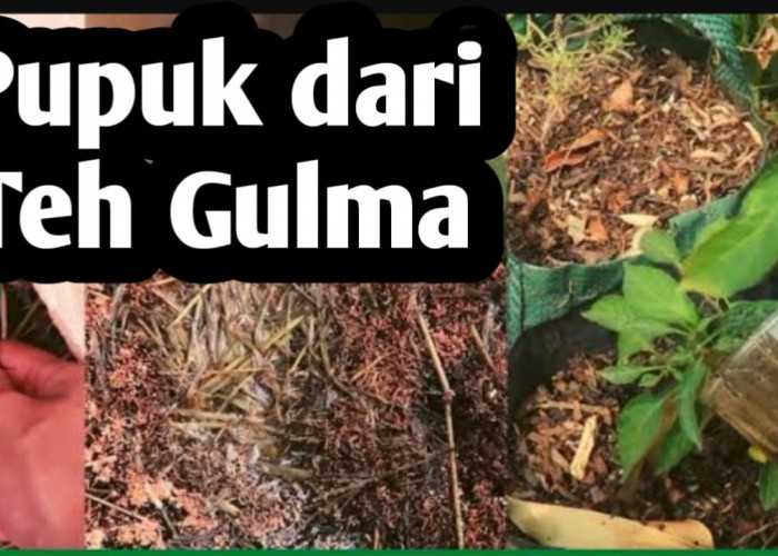 6 Manfaat Pupuk dari Teh Gulma bagi Tanaman