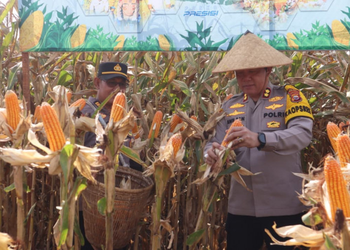  Polres Bengkulu Selatan Panen Raya Jagung, Dukung Swasembada Pangan 2026