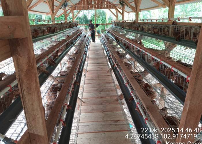 Sukses Panen Perdana, Bumdes Lubuk Tapi Sakti Genjot Ekonomi Desa Lewat Ayam Petelur