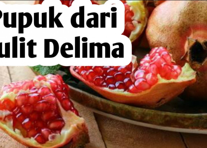 Membuat Pupuk Organik dari Kulit Delima, Ini Manfaatnya Bagi Tanaman