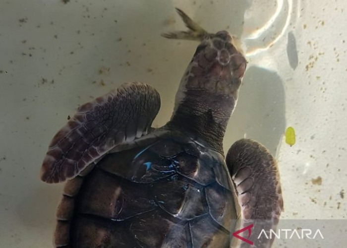  Menumbuhkan Kesadaran Masyarakat untuk Selamatkan Penyu