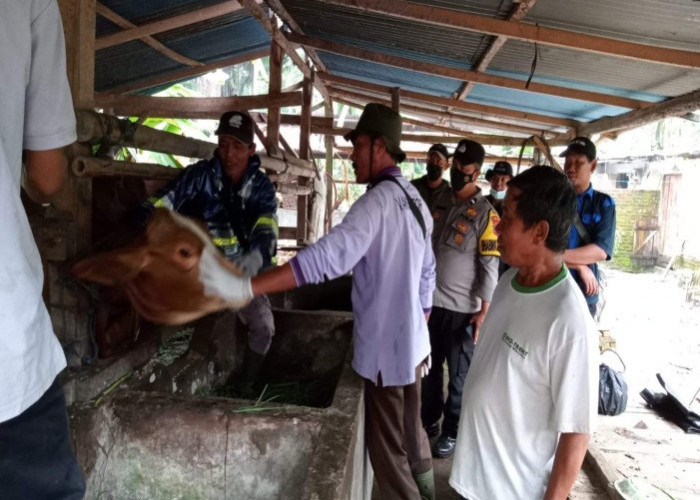 Satgas PMK Bengkulu Dapatkan Kucuran Dana Vaksinasi Ternak Dari BNPB