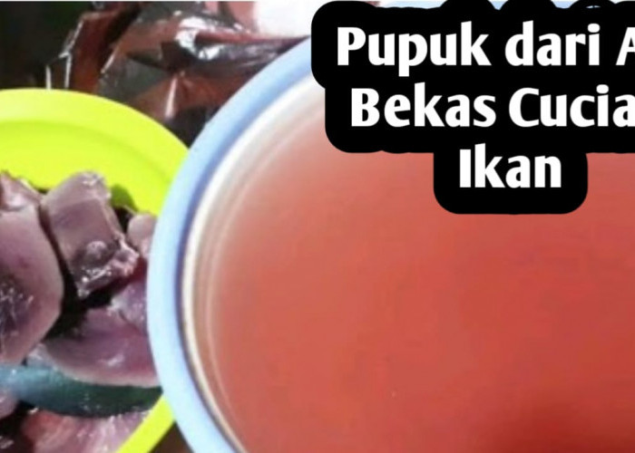 Air Bekas Cucian Ikan Bisa Dijadikan Pupuk Tanaman, Kaya Nitrogen dan Ramah Lingkungan