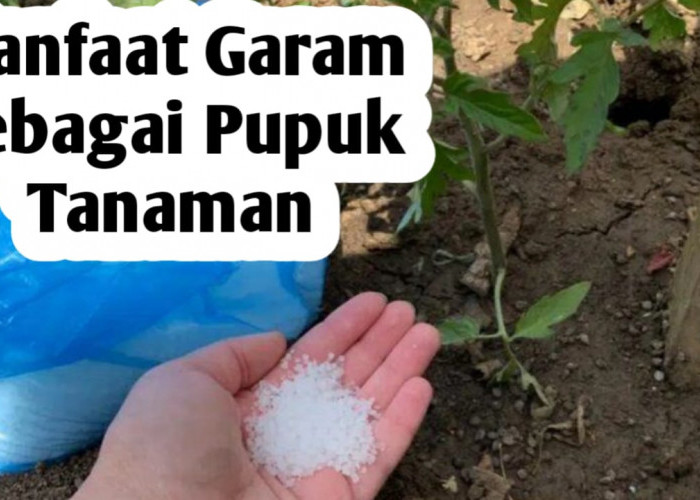 10 Manfaat Menggunakan Garam sebagai Pupuk Tanaman untuk Meningkatkan Produksi Pertanian