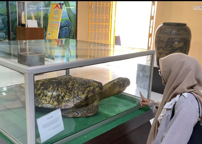 Museum Negeri Bengkulu: Destinasi Edukasi Dengan Koleksi Sejarah dan Penyu Sisik yang Menarik