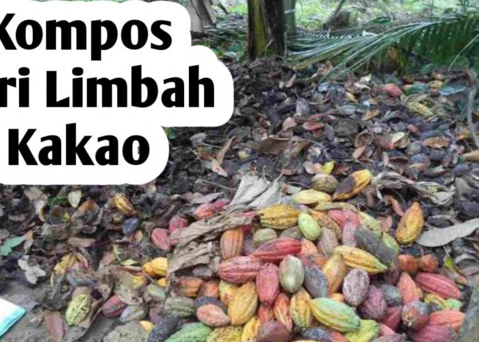 Membuat Pupuk Kompos dari Limbau Kakao, Ini Cara Membuatnya