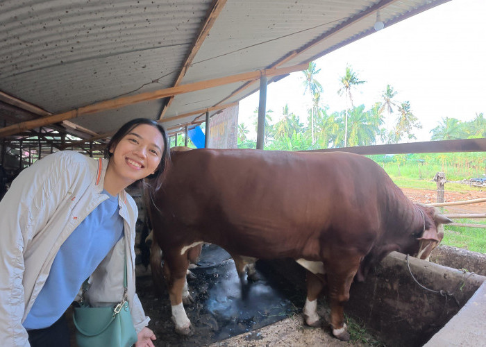 RDP Farm: Solusi Penitipan dan Peternakan Sapi Berkualitas di Bengkulu