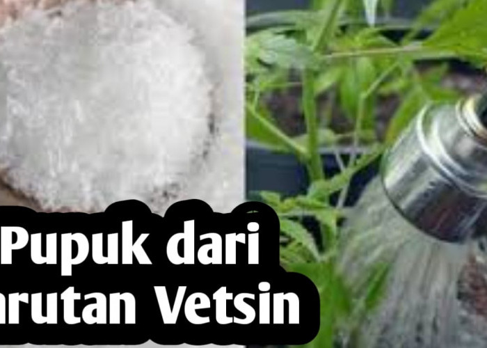 Manfaat Larutan Vetsin, Baik untuk Pupuk Tanaman