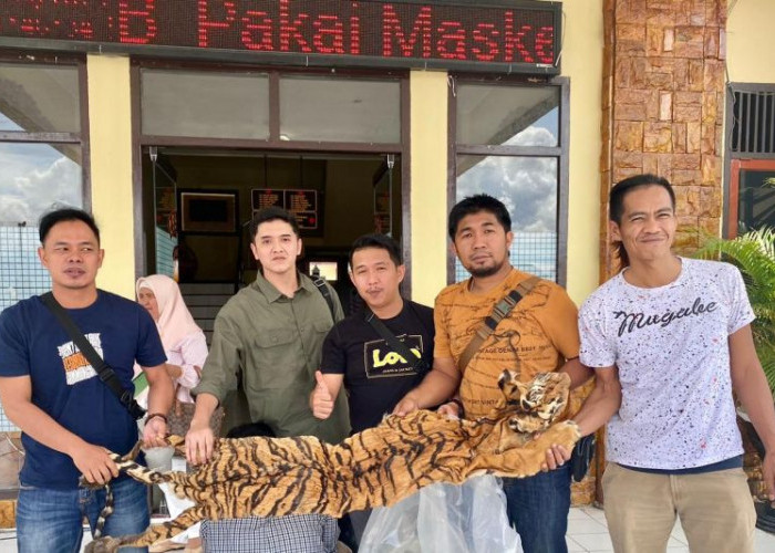 Belum Sempat Transaksi, Penjual Kulit Harimau Ditangkap Polisi