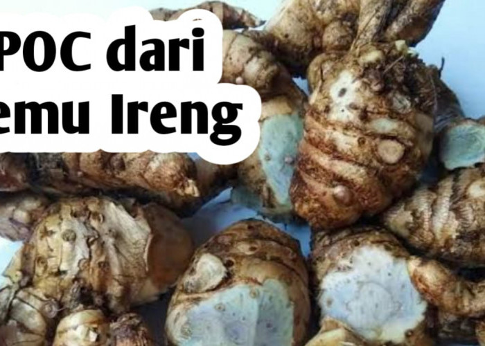 Membuat Pupuk Cair dari Temu Ireng, Ini Manfaatnya