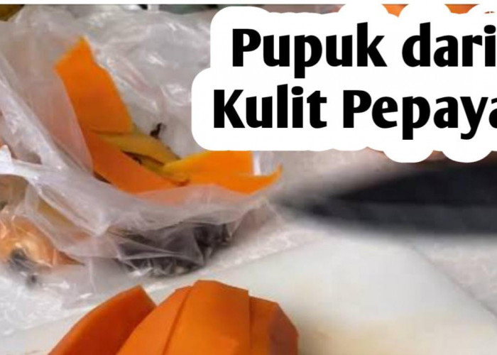 Manfaat Kulit Pepaya, Baik untuk Pupuk Tanaman