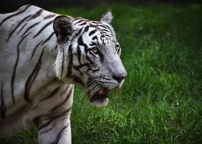 Siapa Saja Pemilik Kesaktian Khodam Macan Putih, Menurut Primbon Jawa