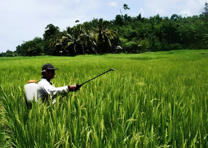 Pemkot Bengkulu Ajukan Bantuan 14.795 Ton Bibit Padi ke Pemerintah Pusat