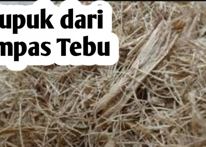 Ampas Tebu Bisa Dijadikan Pupuk Tanaman, Ini 7 Manfaatnya